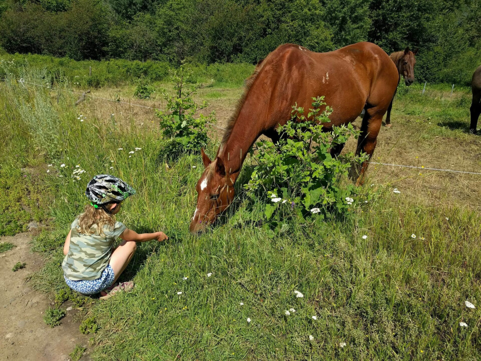 10 Most Common Horse Breeds Lilly Horse